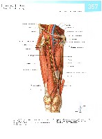 Sobotta  Atlas of Human Anatomy  Trunk, Viscera,Lower Limb Volume2 2006, page 364
